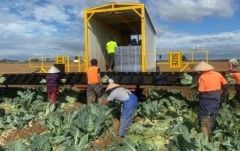 2 x 2019 Vegetable Harvesters for sale Werribee Sth Vic